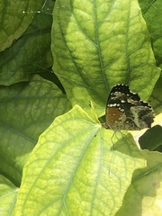 Anthanassa texana texana