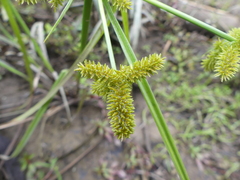 Cyperus erythrorhizos