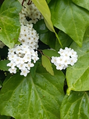 Spiraea
