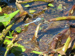 Erythemis simplicicollis