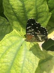 Anthanassa texana texana