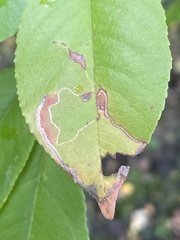 Lyonetia clerkella