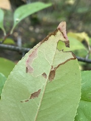 Lyonetia clerkella