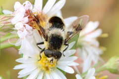 Eristalis anthophorina