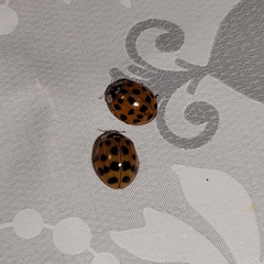Harmonia axyridis