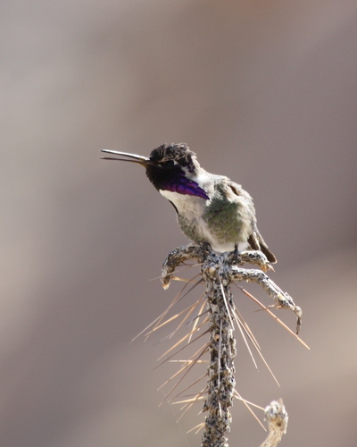 Calypte costae