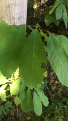 Asimina triloba