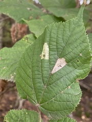 Phyllonorycter issikii