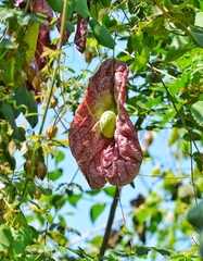 Aristolochia gigantea