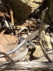 Aspidoscelis hyperythrus