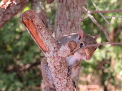 Sciurus carolinensis