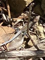 Aspidoscelis hyperythrus