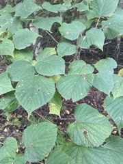 Phyllonorycter issikii