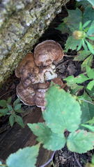 Ganoderma applanatum