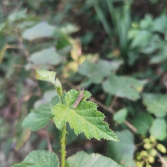 Nacolus assamensis
