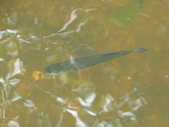 Micropterus floridanus
