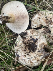 Lactarius pubescens