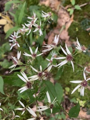 Eurybia