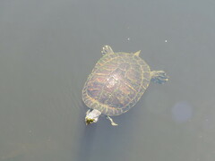 Pseudemys peninsularis