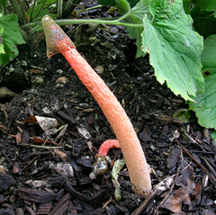 Phallus rugulosus