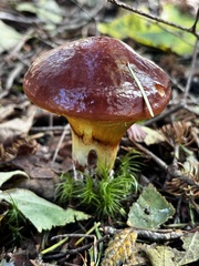 Suillus clintonianus