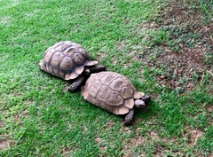 Stigmochelys pardalis