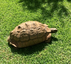 Stigmochelys pardalis
