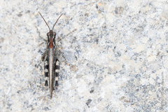 Epacromius tergestinus