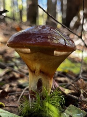 Suillus clintonianus