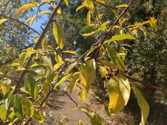 Prunus emarginata