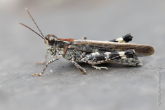 Epacromius tergestinus