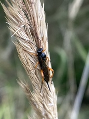 Pimpla rufipes