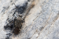 Macrosaldula variabilis