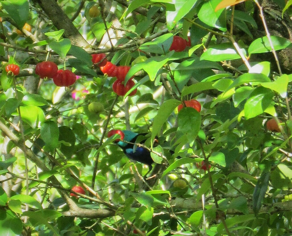 Seven colored tanager in september 2022 by ana carolina da fonte