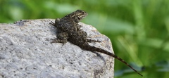 Sceloporus spinosus