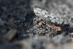 Errastunus ocellaris