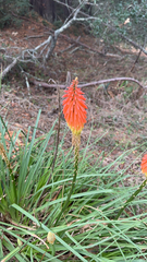 Kniphofia uvaria