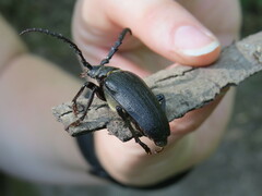 Prionus coriarius