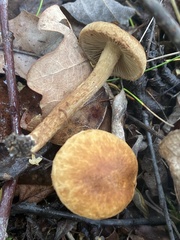 Cystoderma amianthinum