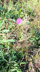 Centaurea scabiosa