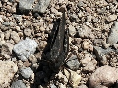 Arphia pseudonietana