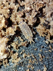 Porcellionides cingendus