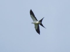 Elanoides forficatus