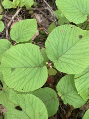 Viburnum lantanoides