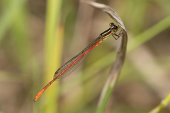 Argiocnemis rubescens