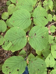 Viburnum lantanoides