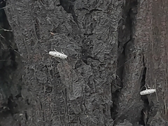 Phyllonorycter issikii