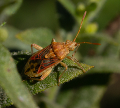 Stictopleurus