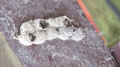 Apoidea