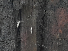 Phyllonorycter issikii